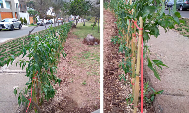 Actualización Proyecto Casa Club