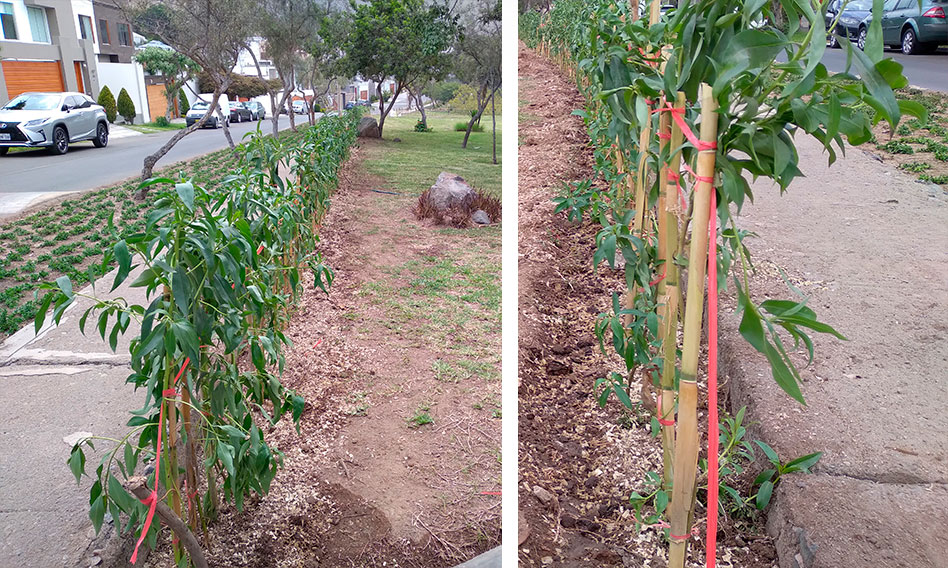 Actualización Proyecto Casa Club