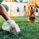 La importancia de recoger las heces de los perros
