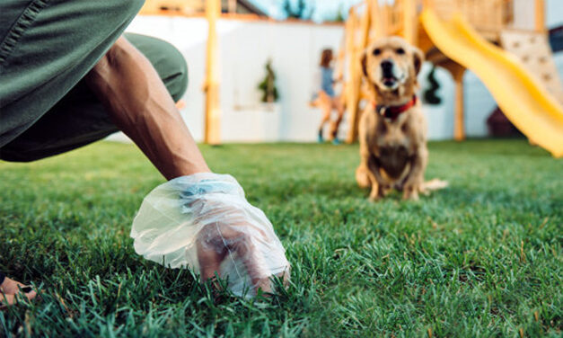 La importancia de recoger las heces de los perros
